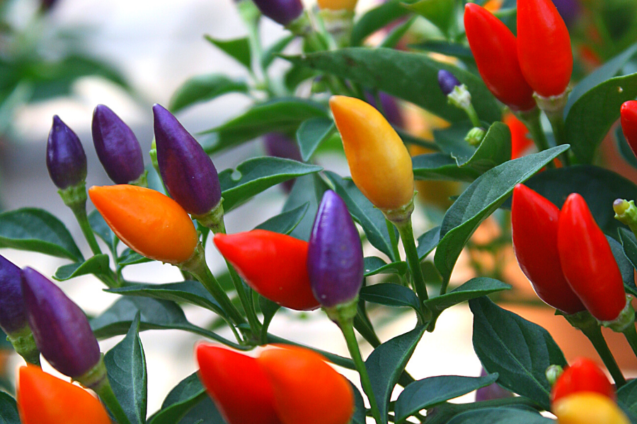 Fall Gardening Ideas for Your Beautiful Lawn • Start with the Bed